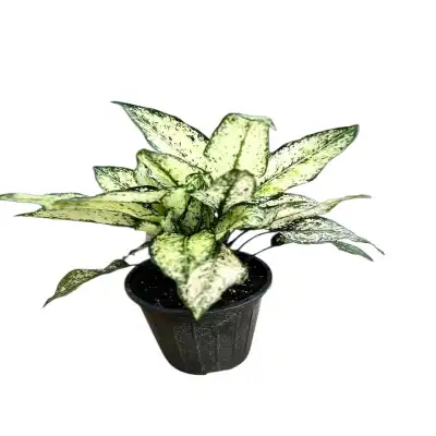 گل آگلونما برفی کد 1000 - تصویر 3