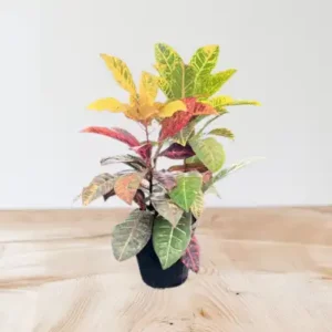 گل کروتون رنگی کد 1200