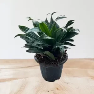 گل کامپکت کد1400