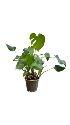 برگ انجیری کوچک 1300 - تصویر 5