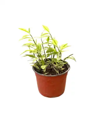 گل کوچک پدیلانتوس(ستون فقرات شیطان) - تصویر 2