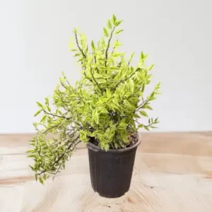 گل آپارتمانی فادود و گل و گیاه فادود وفادود گل فادود