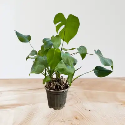 برگ انجیری کوچک 1300