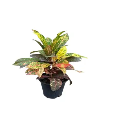 گل کروتون رنگی کد 1200 - تصویر 6