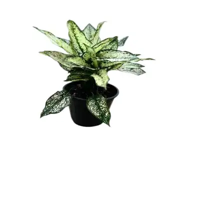 گل آگلونما برفی کد 1000 - تصویر 2