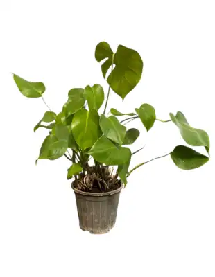 برگ انجیری کوچک 1300 - تصویر 4