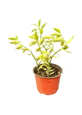 گل کوچک پدیلانتوس(ستون فقرات شیطان) - تصویر 3