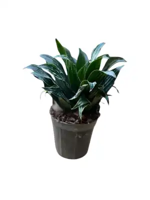 گل کامپکت کد1400 - تصویر 3