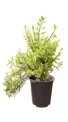 گل پدیلانتوس(ستون فقرات شیطان) بزرگ1450 - تصویر 3