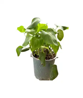 برگ انجیری کوچک 1300 - تصویر 3