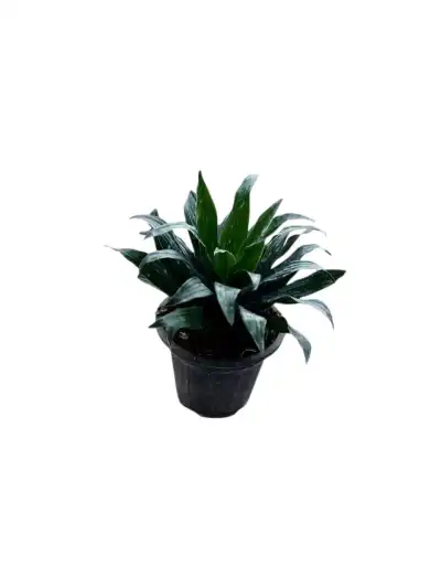 گل کامپکت کد1400 - تصویر 2