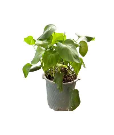 برگ انجیری کوچک 1300 - تصویر 2