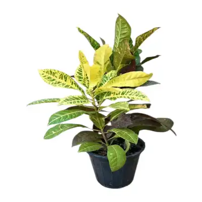 گل کروتون رنگی کد 1200 - تصویر 4