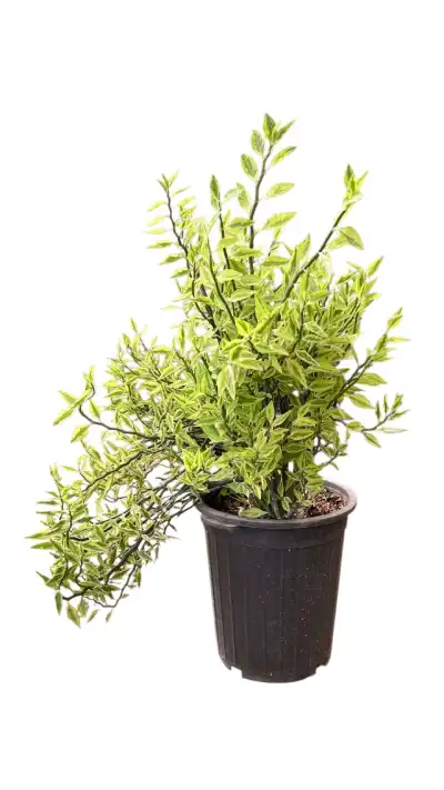 گل پدیلانتوس(ستون فقرات شیطان) بزرگ1450 - تصویر 4