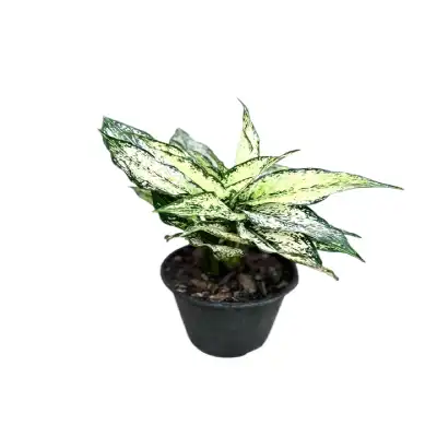 گل آگلونما برفی کد 1000 - تصویر 4