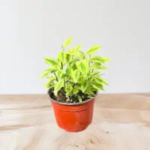 گل کوچک پدیلانتوس(ستون فقرات شیطان)