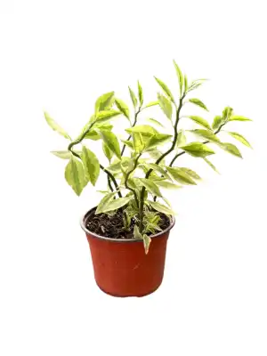 گل کوچک پدیلانتوس(ستون فقرات شیطان) - تصویر 6