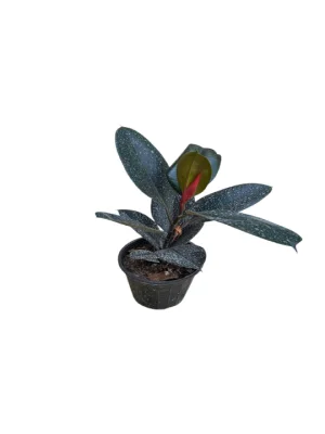 گل فیکوس کد2200 - تصویر 4