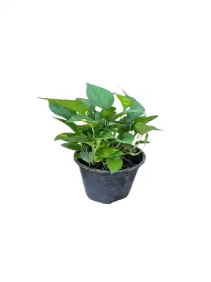 گل پتوس کد1600 - تصویر 3