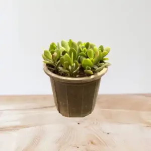 گل یشم کوچک کد 1900