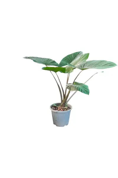 بابا آدم کد 1500 - تصویر 4