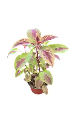 گل حسن یوسف کد 2100 - تصویر 3