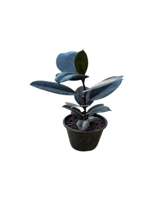 گل فیکوس کد2200 - تصویر 3