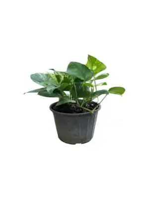 گل پتوس کد1600 - تصویر 2