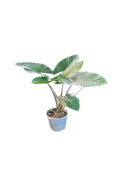 بابا آدم کد 1500 - تصویر 3