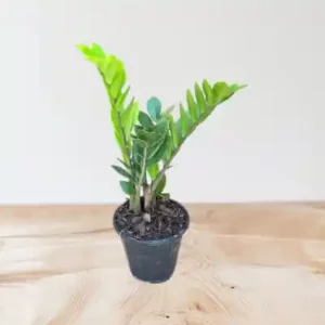 گل زاموفیلیا کد 2000