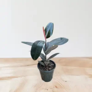 گل فیکوس کد2200