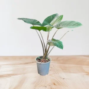 بابا آدم کد 1500