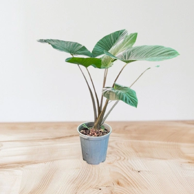 بابا آدم کد 1500