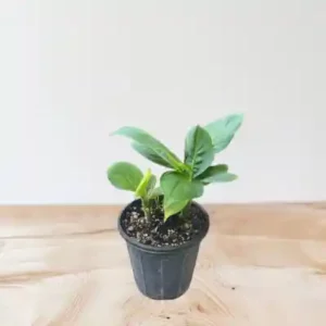 گل دیفن کاملیا کد 1750