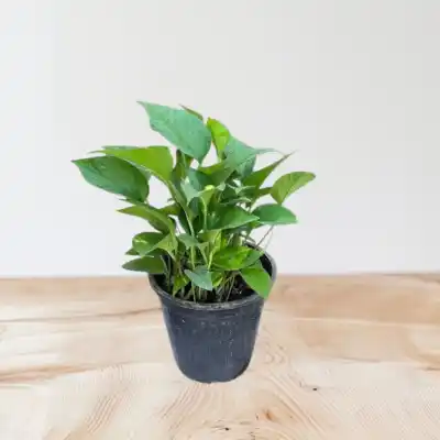 گل پتوس کد1600