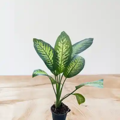 گل دیفن باخیا کد 1700