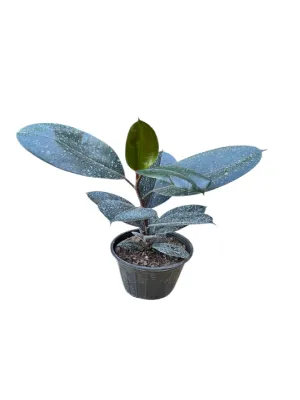 گل فیکوس کد2200 - تصویر 2