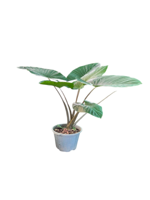 بابا آدم کد 1500 - تصویر 2