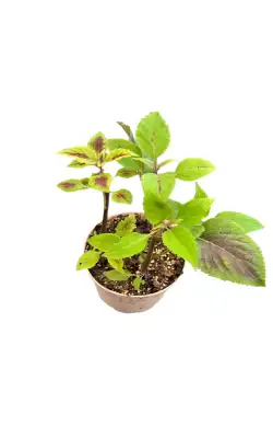 گل حسن یوسف کد 2100 - تصویر 4