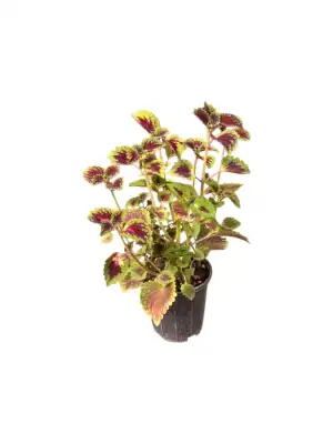 گل حسن یوسف کد 2100 - تصویر 5