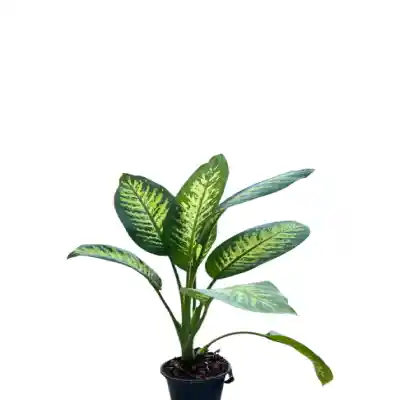 گل دیفن باخیا کد 1700 - تصویر 2