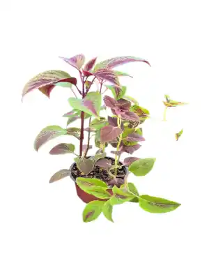 گل حسن یوسف کد 2100 - تصویر 6