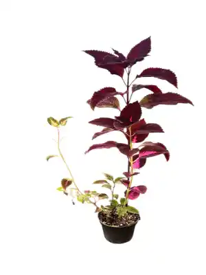 گل حسن یوسف کد 2100 - تصویر 7