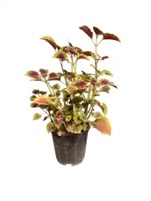 گل حسن یوسف کد 2100 - تصویر 8