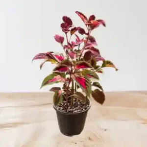 گل حسن یوسف کد 2100