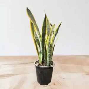 گل سانسوریا کد 1800